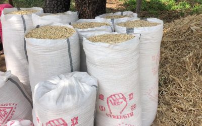 El campesinado en Larabanga