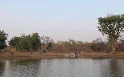 El agua en Savannah Region