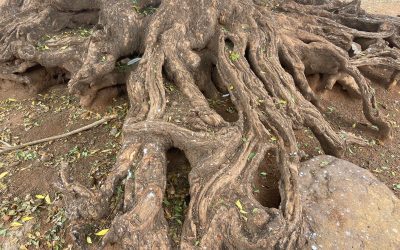 Tratamientos curativos naturales en Larabanga