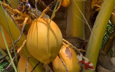 Las plantas en Ghana, una fuente medicinal y espiritual